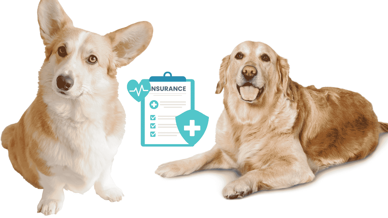 Is Spot Dog Insurance Good? Honest 2026 Review, Coverage, Costs & Reviews